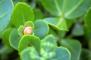 周公解夢之夢到金魚，周公解夢，夢到金魚的含義