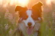 媽媽夢中的神秘之犬，媽媽夢中的神秘之犬，犬影幻夢