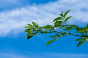 夢(mèng)中的大樹，生命的啟示與象征，夢(mèng)中的大樹，生命的啟示與象征