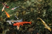 夢(mèng)到魚(yú)和水，預(yù)示著什么？，夢(mèng)到魚(yú)和水，預(yù)示的寓意與解析