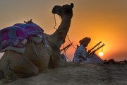 夢(mèng)中的騾子之旅，夢(mèng)中的騾子之旅之旅的奇妙體驗(yàn)