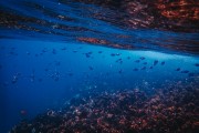 鯊魚游戲免費下載，帶你暢游海洋的冒險之旅，鯊魚游戲，探索海洋深處的冒險世界！免費下載！