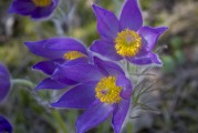 鮮花游戲免費(fèi)體驗(yàn)，超值！鮮花游戲免費(fèi)體驗(yàn)，讓生活更浪漫
