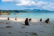 夢境中的猴子之旅，夢境中的猴子之旅之旅的奇幻探索