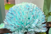 年產(chǎn)值超5000億元！“鮮花經(jīng)濟”一路生花