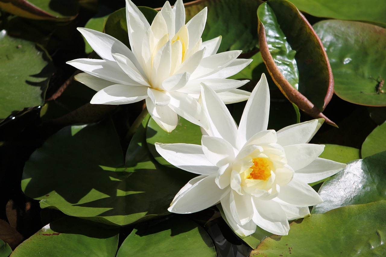 夢(mèng)中親人喜結(jié)連理，情感交織的奇妙體驗(yàn)
