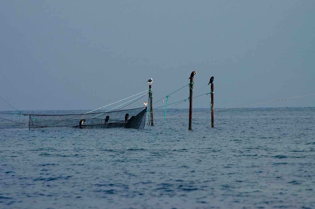 夢(mèng)中的魚影，一次自我探索的殺魚夢(mèng)