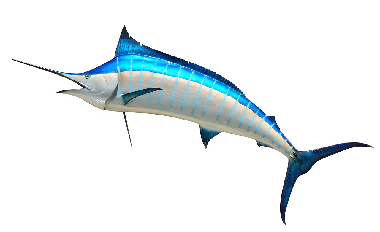 沙魚(yú)游戲免費(fèi)下載，讓你享受指尖的激情與冒險(xiǎn)