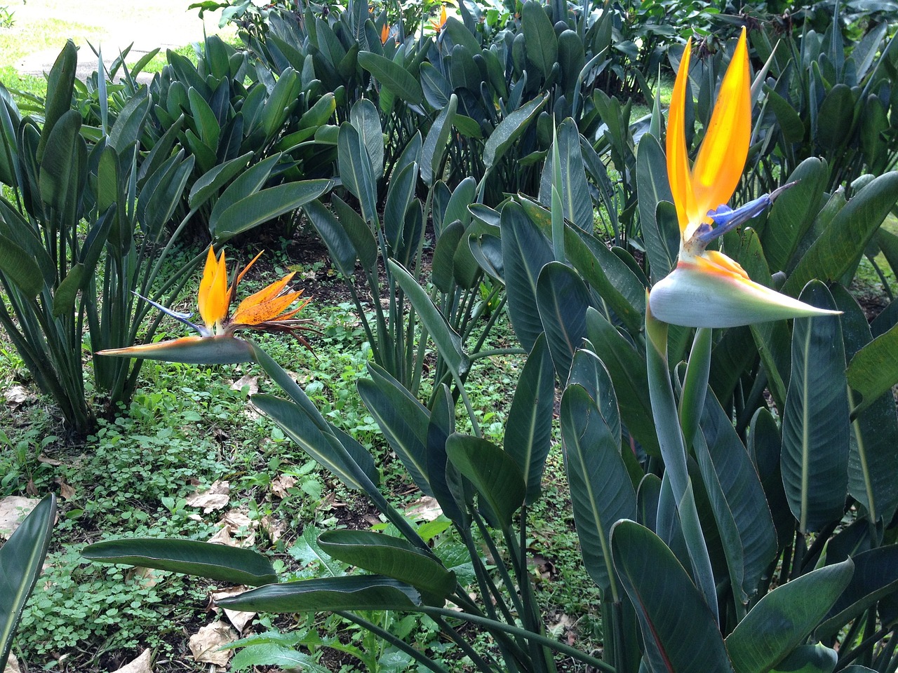 孕婦夢(mèng)到菠蘿蜜，寓意與解讀