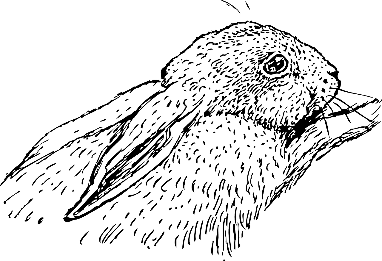 夢境中的老鼠與兔子，一場奇妙的探索