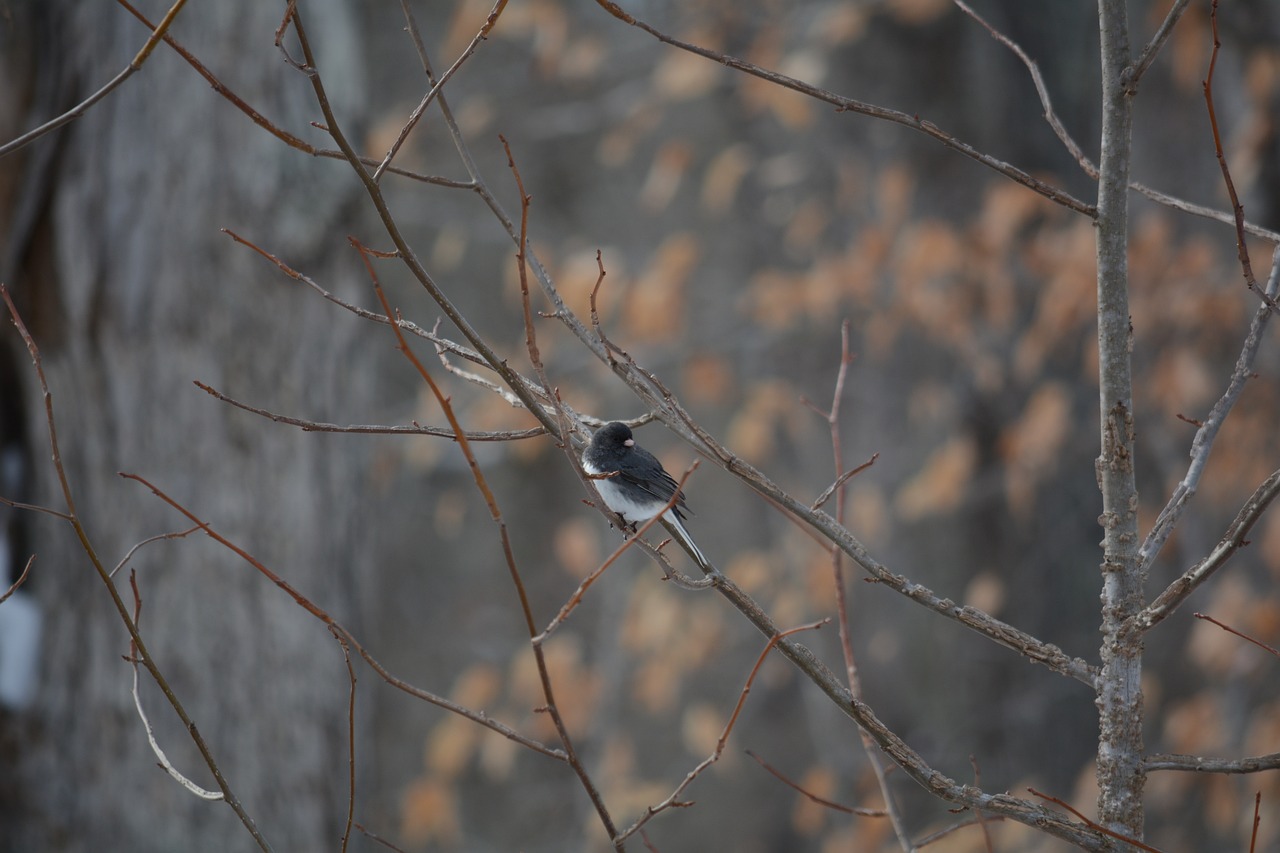 夢(mèng)到抓鳥(niǎo)，寓意與解讀