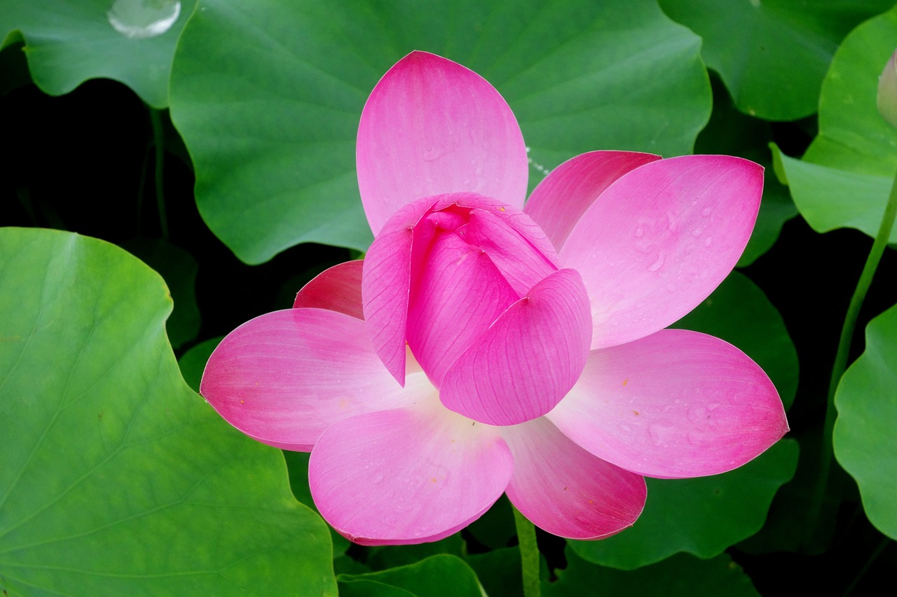 夢(mèng)到魚(yú)塘，深邃的寓意與心靈的啟示