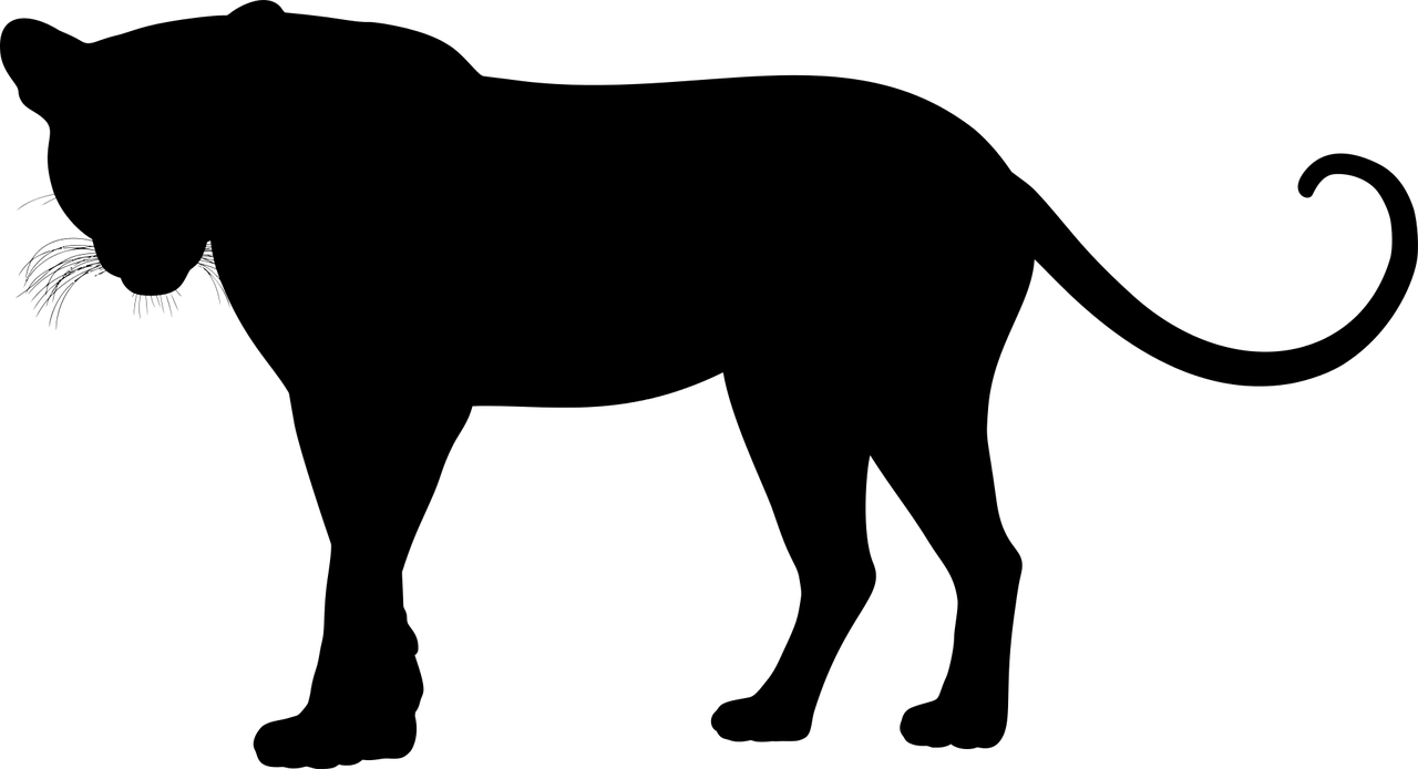 夢(mèng)中的貓影，解讀夢(mèng)到貓抓的深層含義