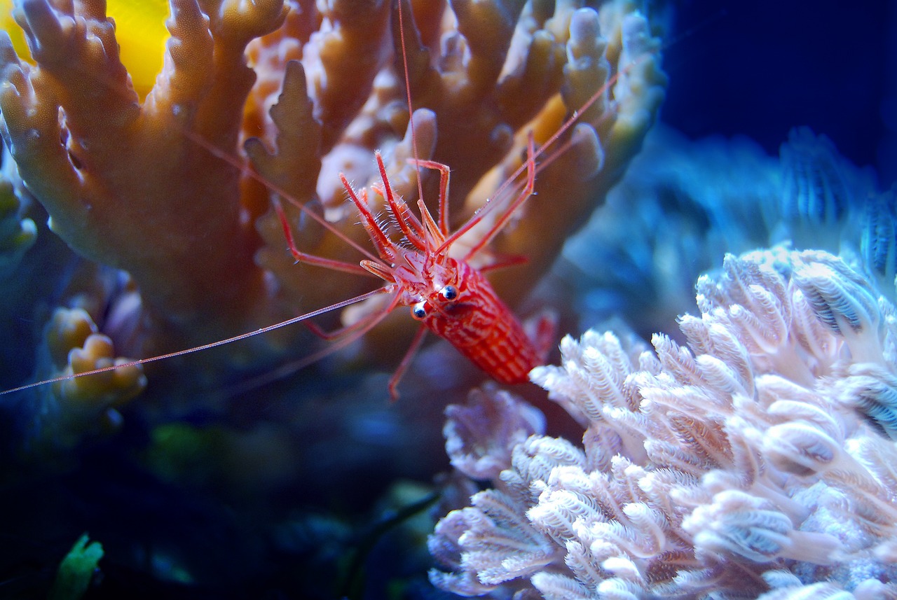 夢(mèng)游水族世界，魚(yú)與蝦的神秘夢(mèng)境
