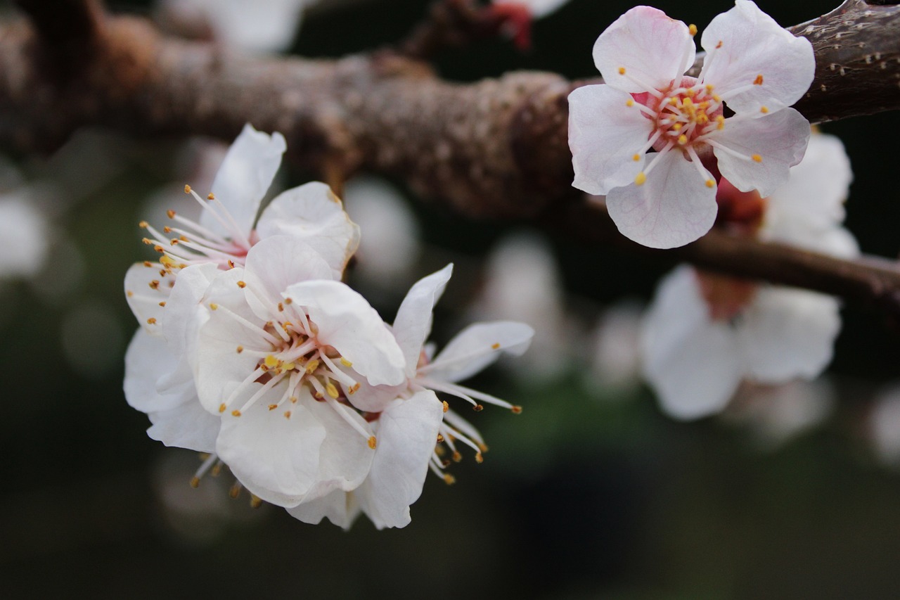 夢(mèng)中樹開花，寓意何在？