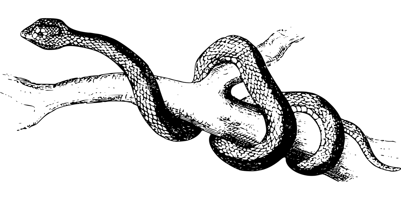 夢魘之蛇，蛇咬手之謎，夢魘之蛇，蛇咬手之謎的解析