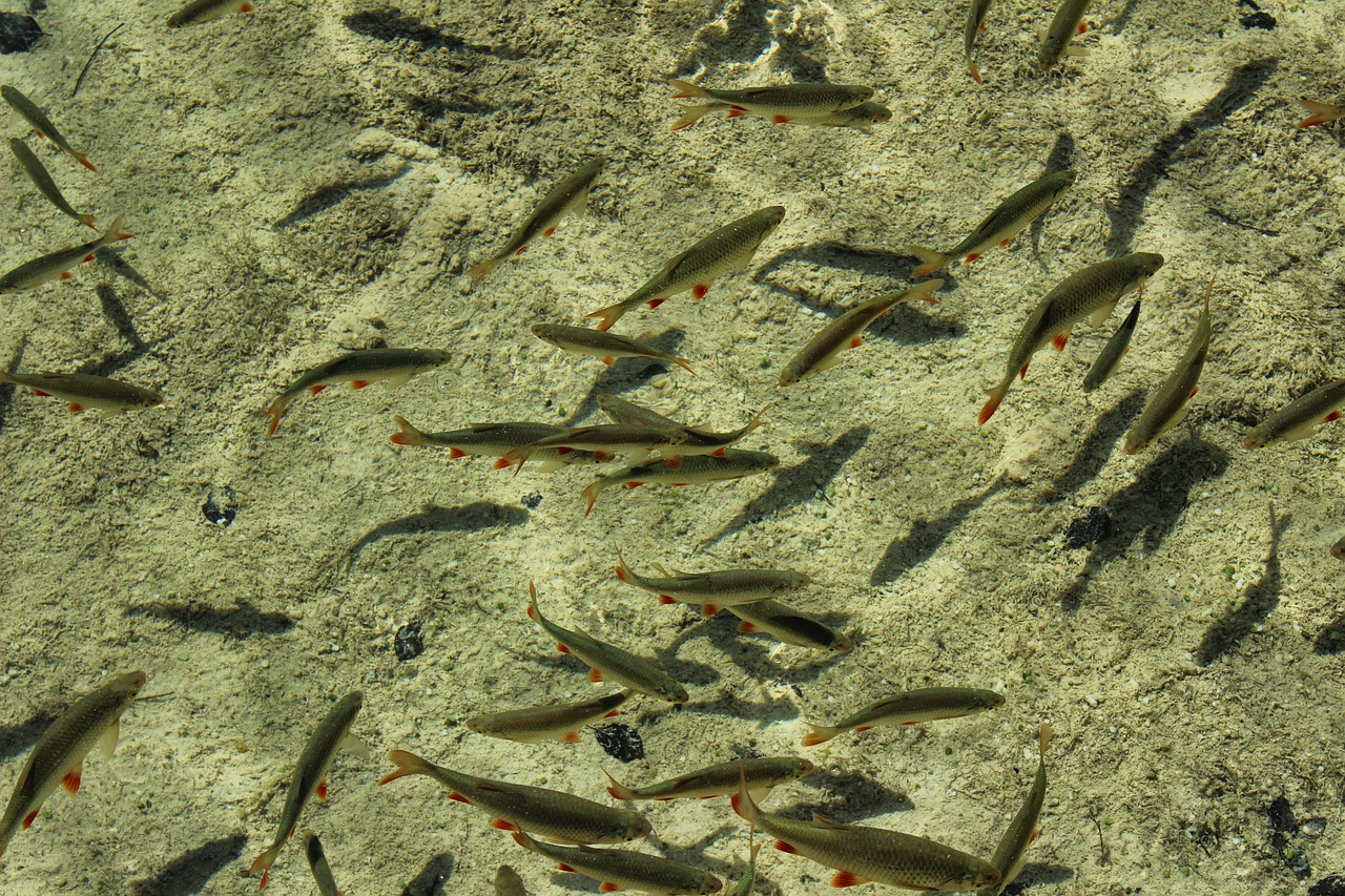 夢中的水世界，魚群涌動(dòng)的奧秘