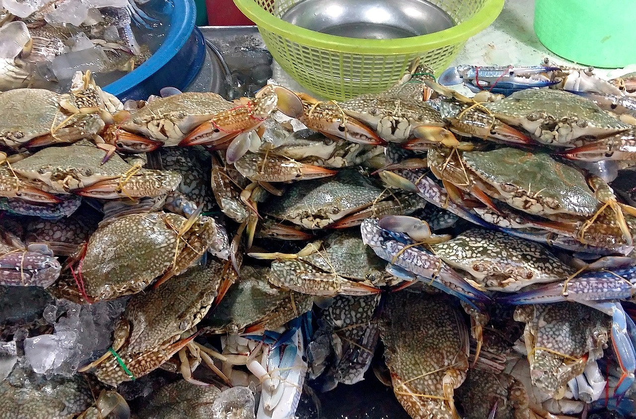 夢中奇遇，螃蟹與魚的共舞