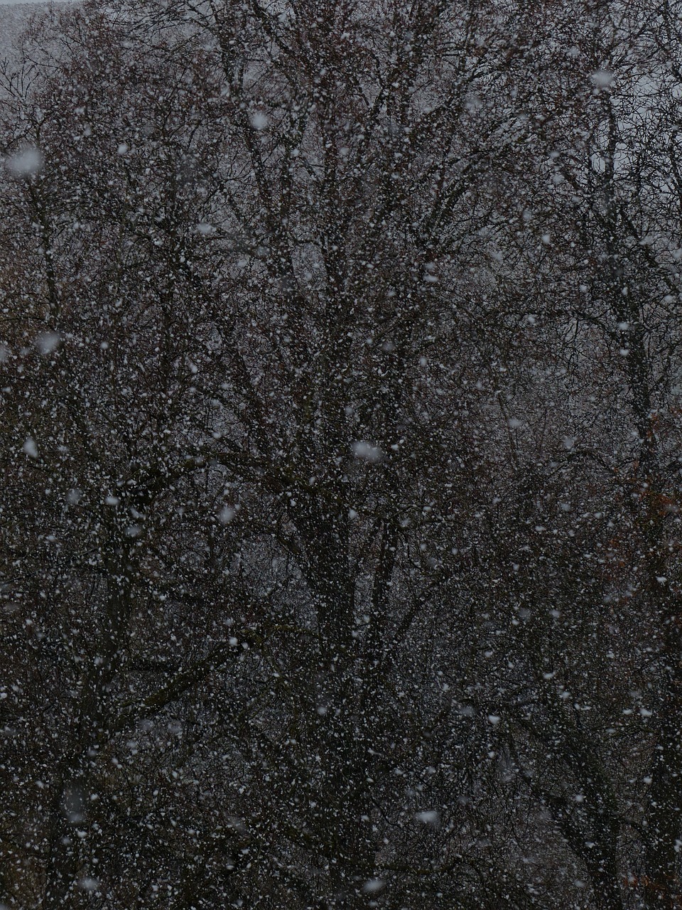 夢(mèng)中雪舞，心靈的洗禮