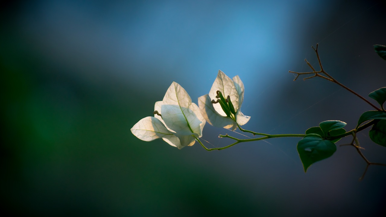 夢(mèng)中桃花盛開，尋覓心靈之春