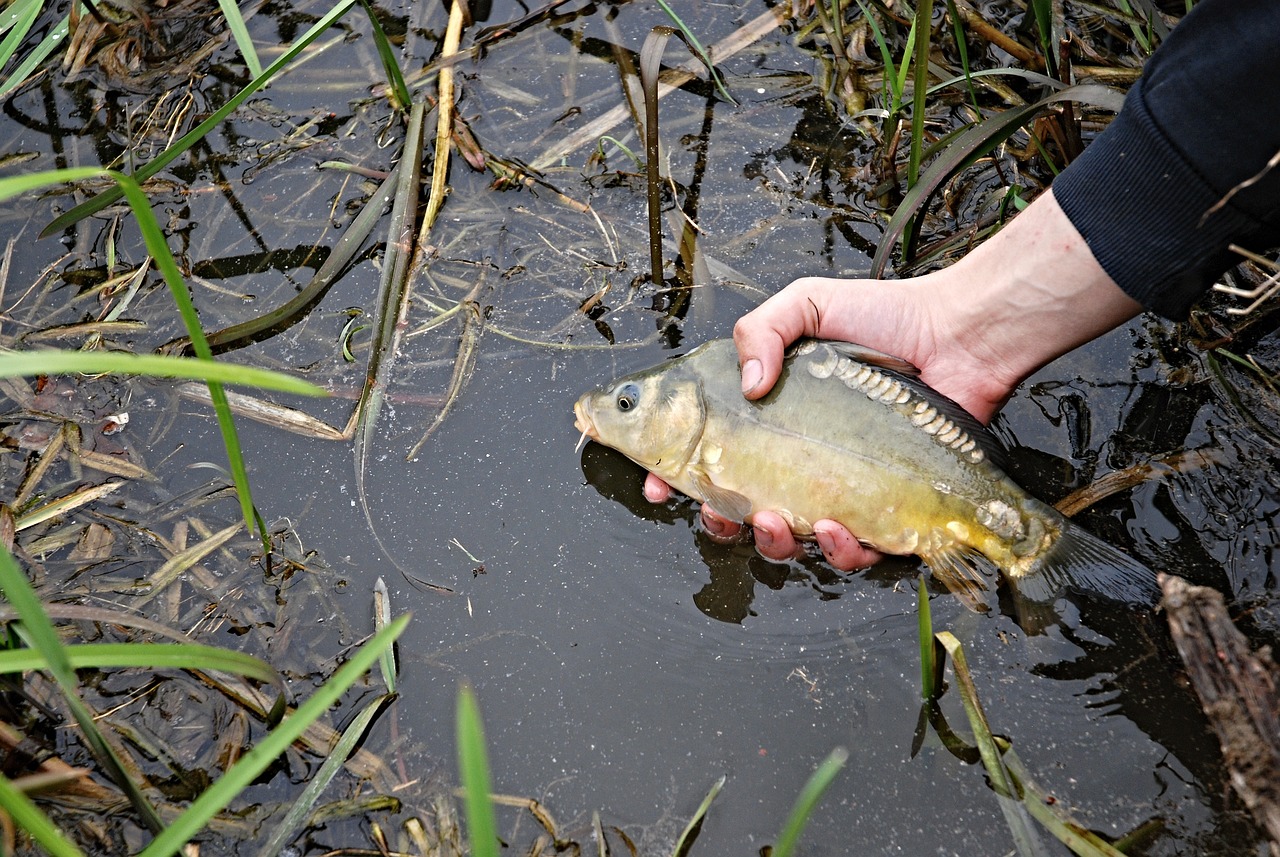 夢釣鯉魚，寓意與啟示