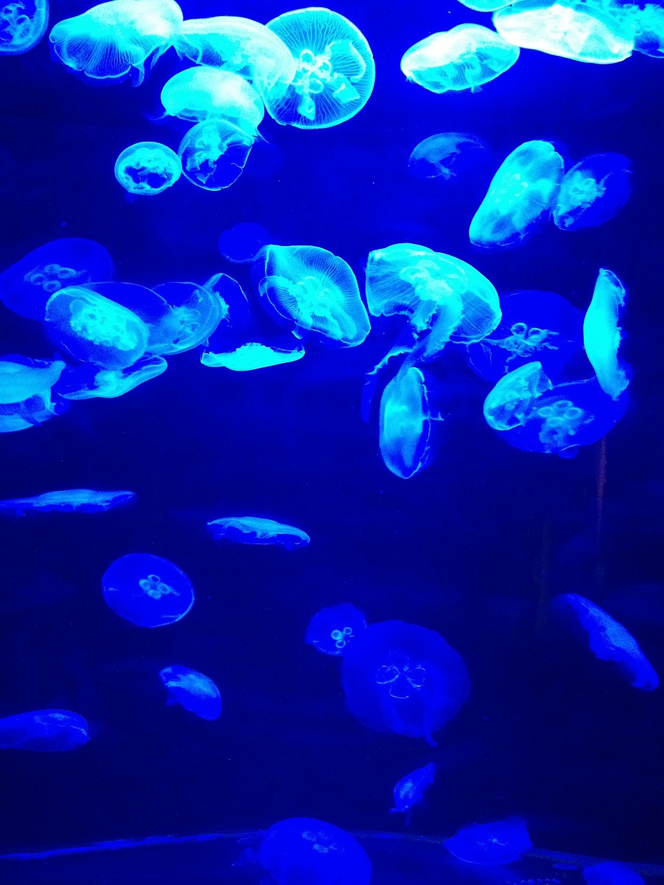 夢到彩色的魚，一場神秘而多彩的夢境之旅