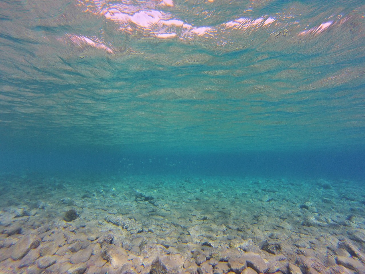 夢(mèng)中金魚的奇幻之旅