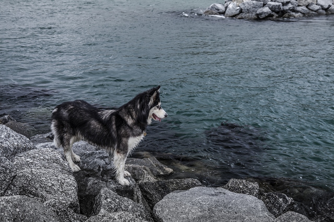 哈士奇作為一種忠誠、活潑的犬種，深受人們喜愛。作為一款專門為哈士奇設(shè)計(jì)的網(wǎng)站插件，它不僅能夠幫助用戶更方便地管理和查看哈士奇的相關(guān)信息，還能提高用戶體驗(yàn)。