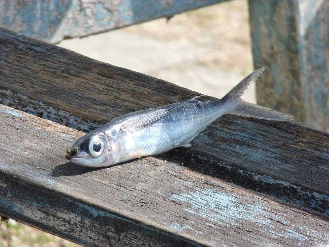夢到撈魚，寓意與解讀