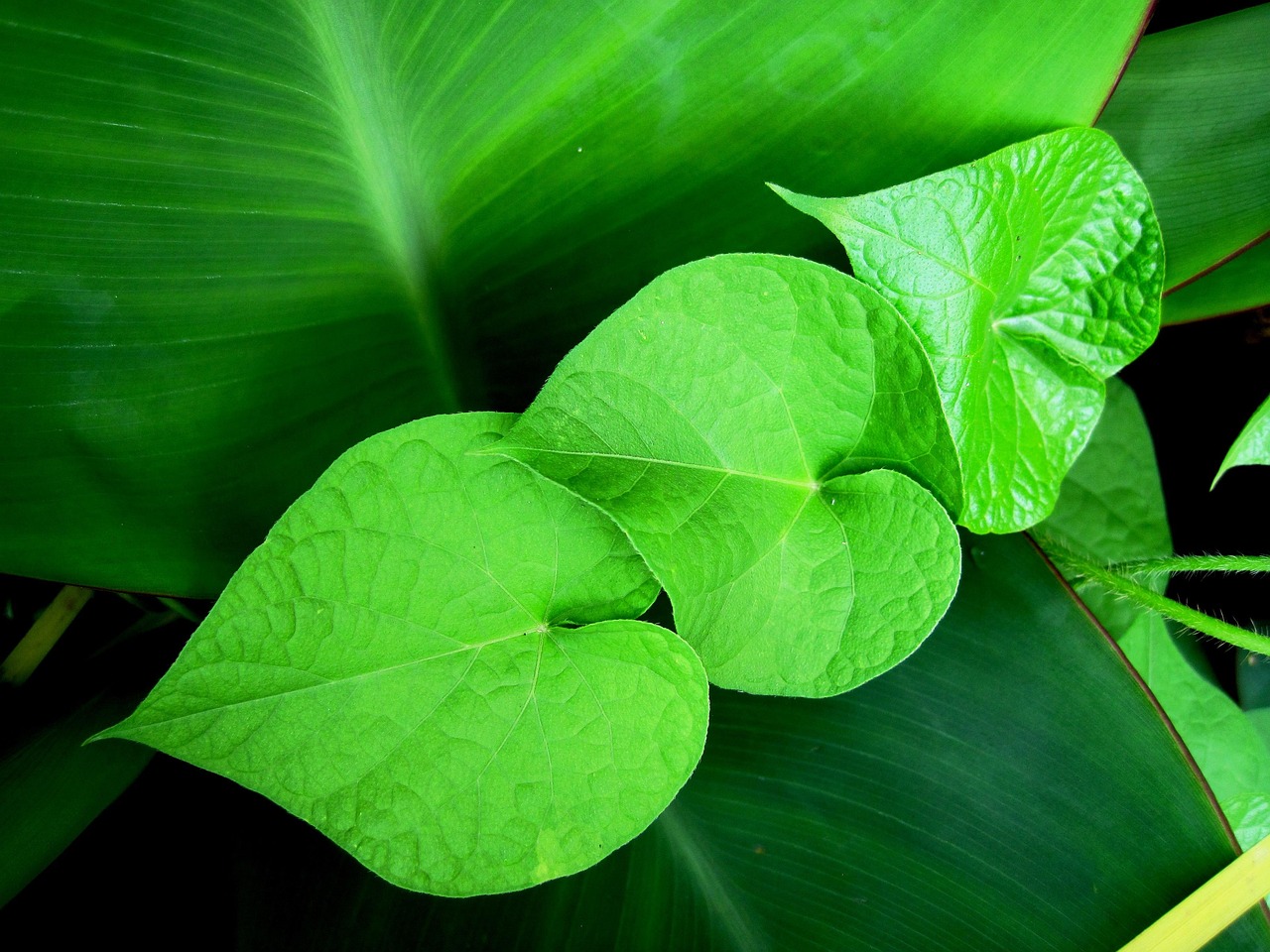 菠菜網(wǎng)站搭建全攻略，從零開(kāi)始打造高效網(wǎng)站