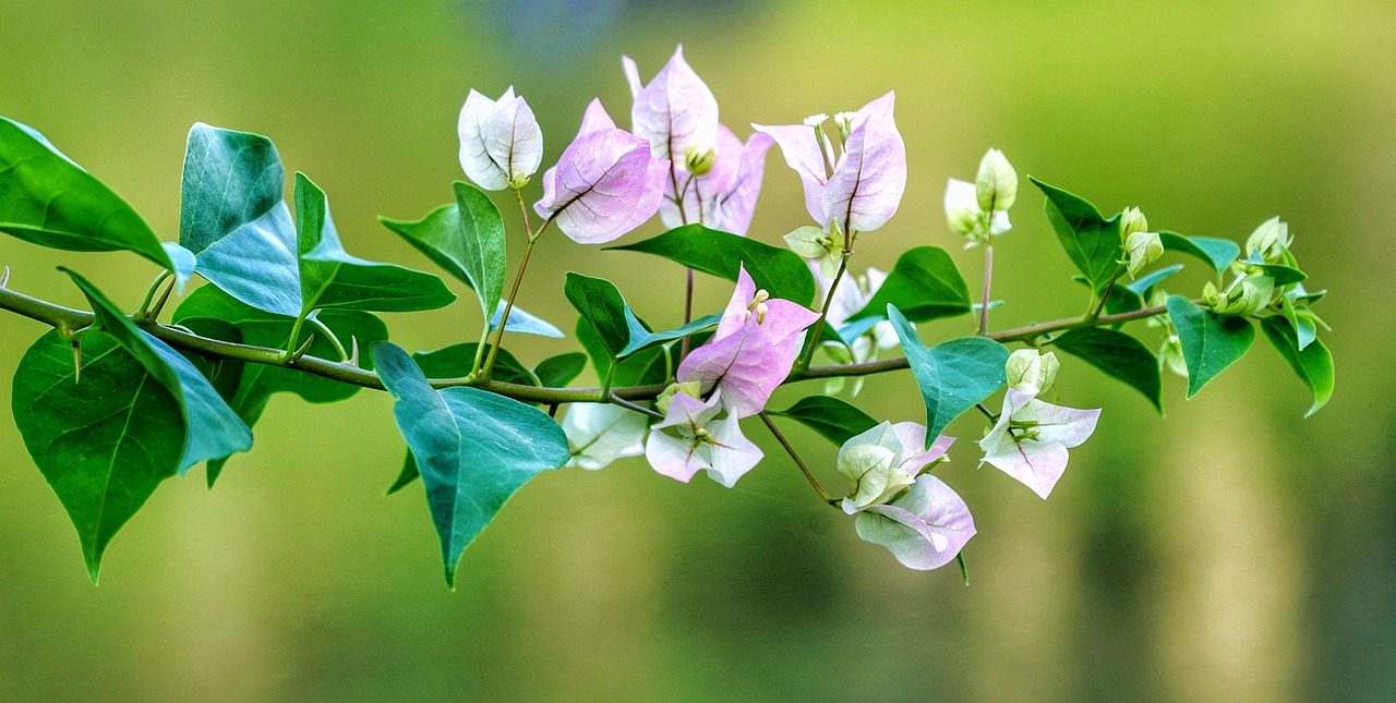 夢(mèng)中桐樹花開，寓意何在？