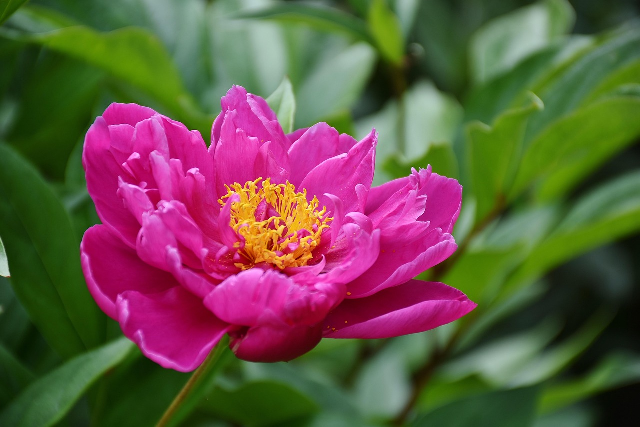 花啦花啦注冊難題解析，常見問題及解決方案