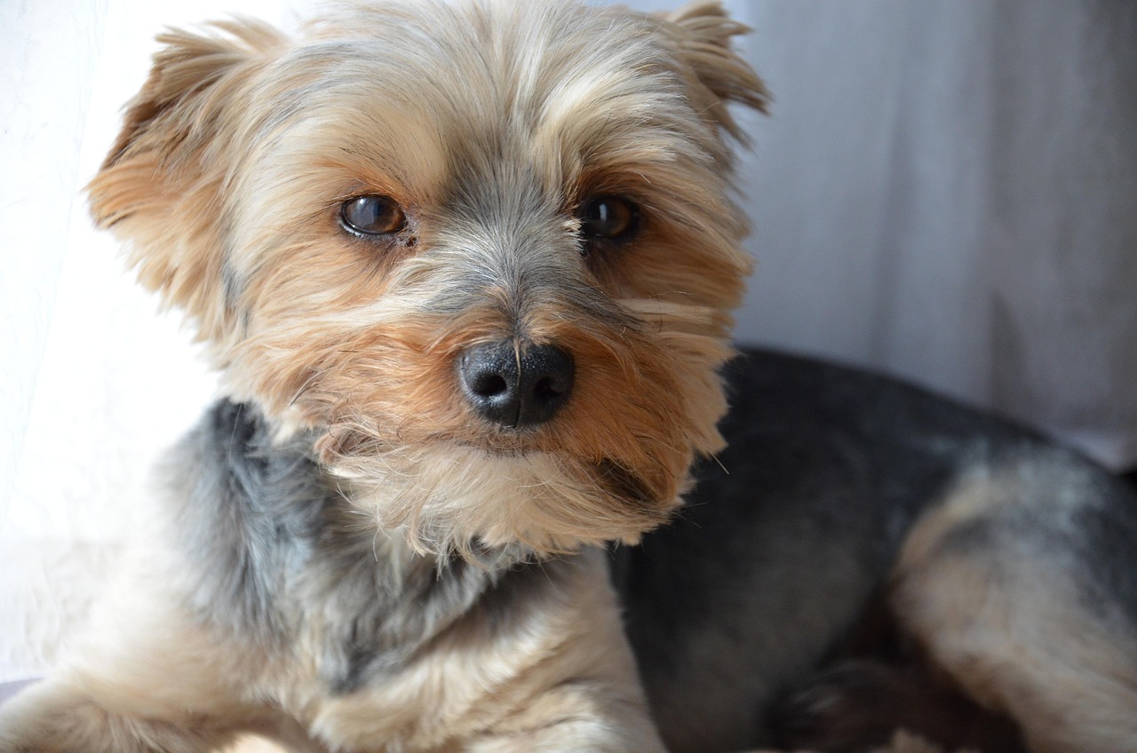 如何輕松注冊(cè)CKU，開啟你的犬類生涯