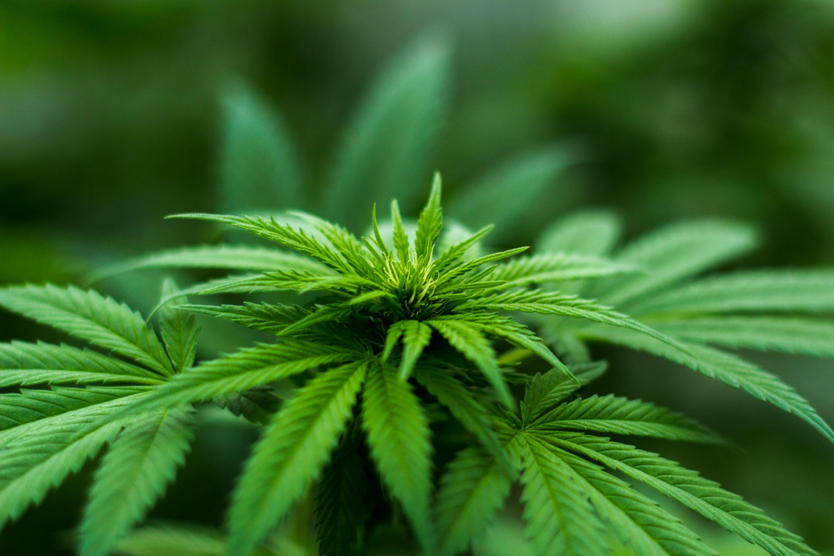 仿真花行業(yè)再掀熱潮，相關熱點新聞盤點