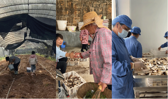 奇富科技百萬(wàn)幫扶云南中屏鎮(zhèn)：菌菇田里的振興密碼與“村BA”的雙向奔赴