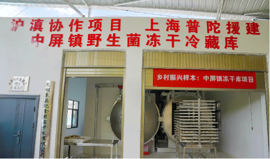 奇富科技百萬(wàn)幫扶云南中屏鎮(zhèn)：菌菇田里的振興密碼與“村BA”的雙向奔赴